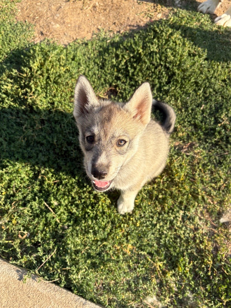 Du Songe Des Fées - Chiots disponibles - Siberian Husky