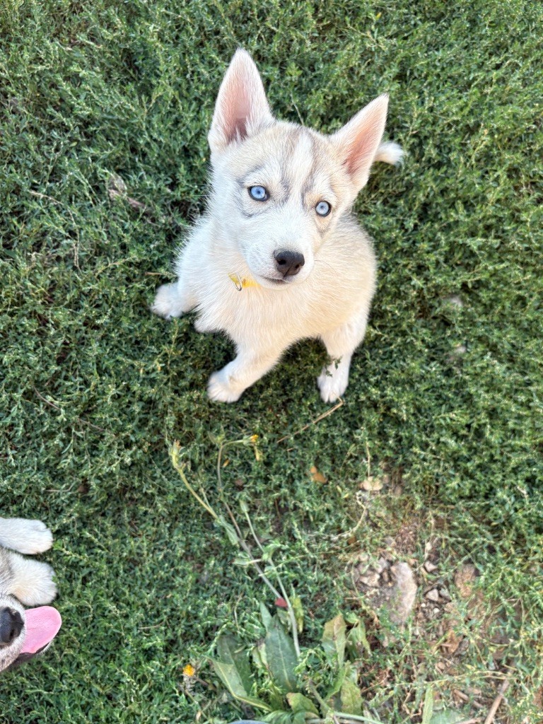 Du Songe Des Fées - Siberian Husky - Portée née le 26/06/2025